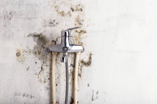 Best Mold Removal and Inspection  in Bala Cynwyd, PA