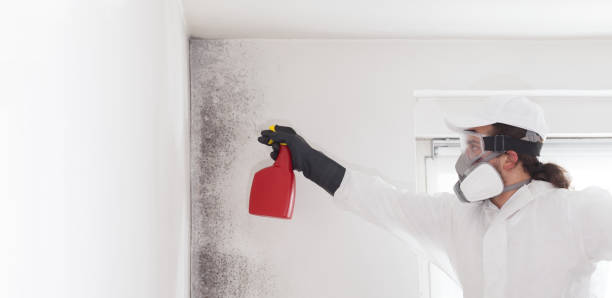 Best Mold Damage Repair  in Bala Cynwyd, PA