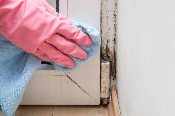 Best Residential Mold Removal  in Bala Cynwyd, PA